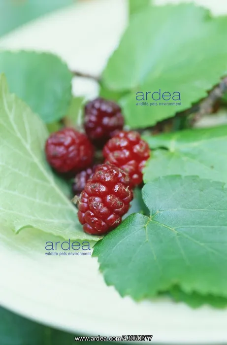 : Mulberry, Morus nigra : Mulberry, Morus nigra