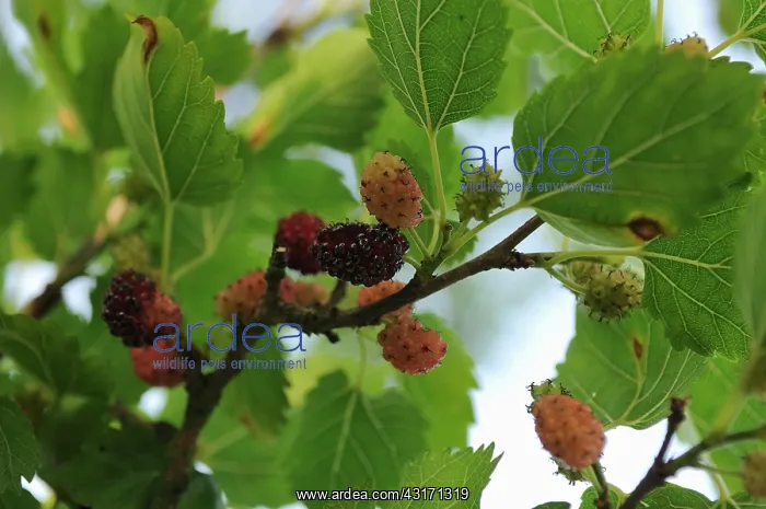 : Mulberry, Morus nigra, berries in various stages of ripeness : Mulberry, Morus nigra, berries in various stages of ripeness