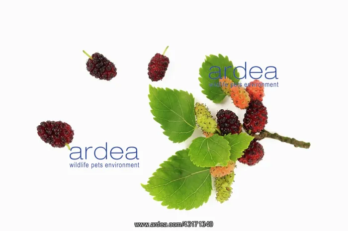 : Mulberry, Morus nigra, berries in various stages of ripeness : Mulberry, Morus nigra, berries in various stages of ripeness