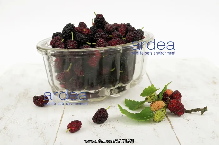 : Mulberry, Morus nigra, fluted glass bowl filled with berries : Mulberry, Morus nigra, fluted glass bowl filled with berries