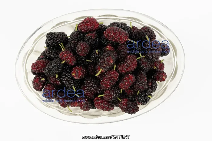  : Mulberry, Morus nigra, fluted glass bowl filled with berries
