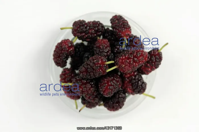 : Mulberry, Morus nigra, glass bowl filled with berries in var : Mulberry, Morus nigra, glass bowl filled with berries in var
