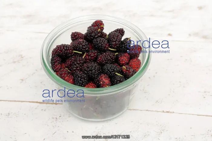  : Mulberry, Morus nigra, A glass jar filled with berries in va