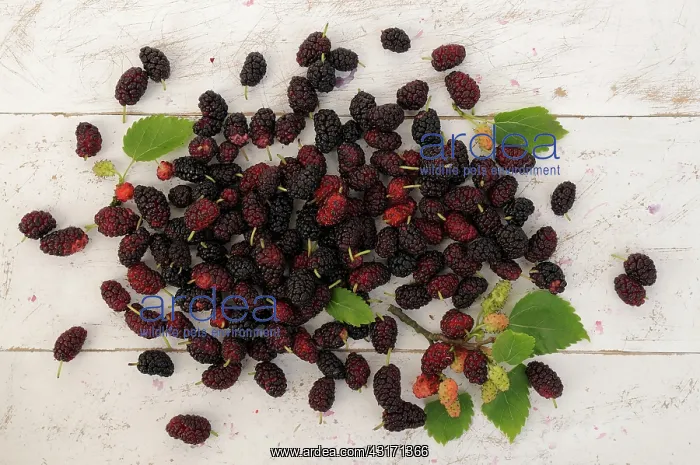 : Mulberry, Morus nigra, mass of berries of the Black in vario : Mulberry, Morus nigra, mass of berries of the Black in vario