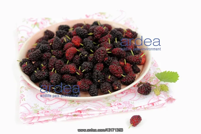 : Mulberry, Morus nigra, plate filled with berries in various : Mulberry, Morus nigra, plate filled with berries in various