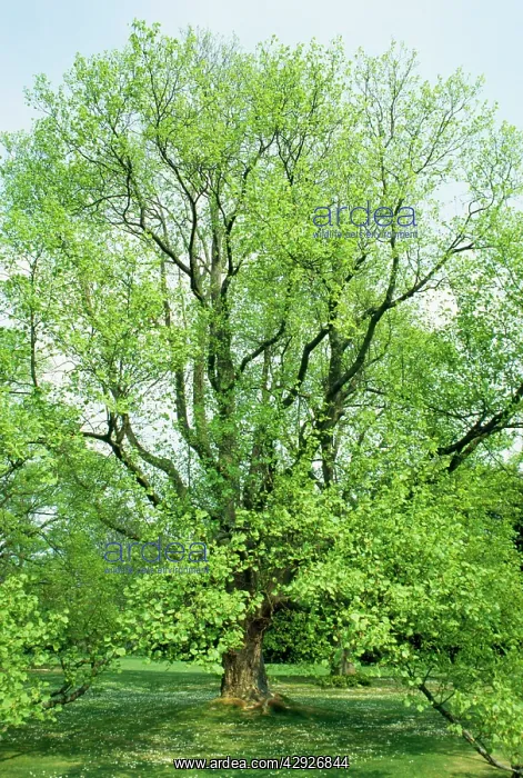  : MULBERRY TREE