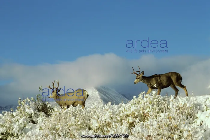  : Mule  /  black-tailed Deer - bucks in Autumn. Snow