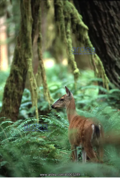 : Mule / Blacktail DEER - : Mule / Blacktail DEER -