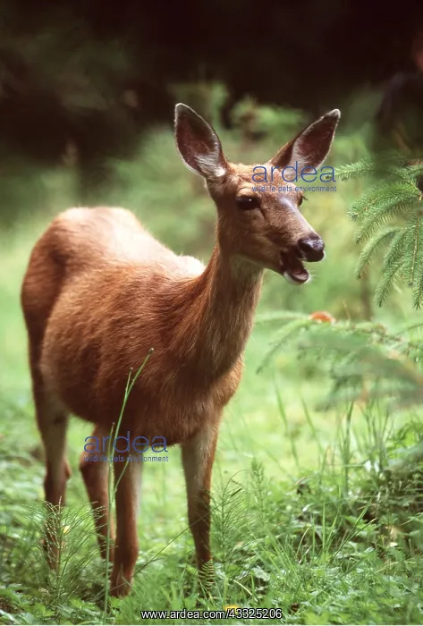 : Mule / Blacktail DEER : Mule / Blacktail DEER