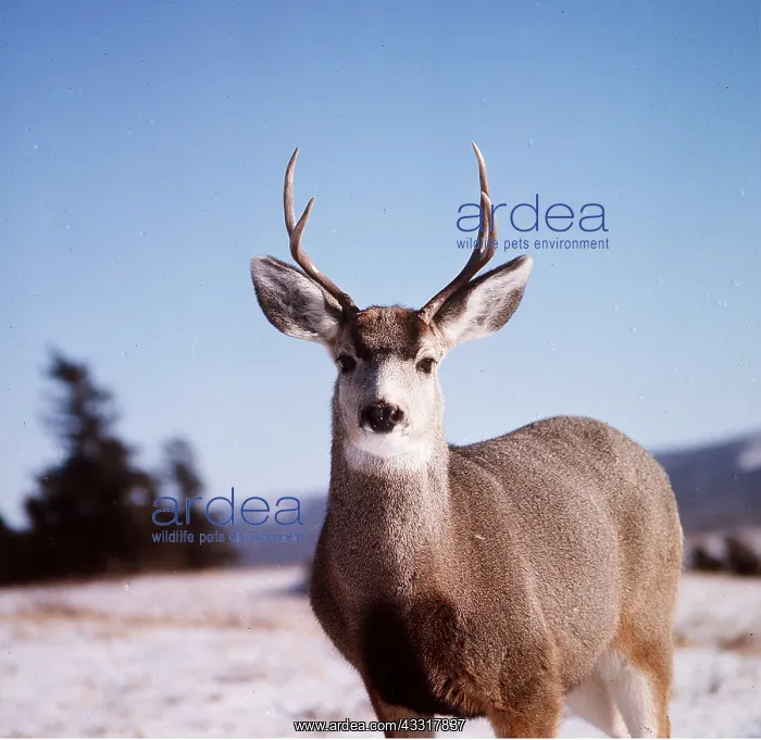 : Mule / Blacktail DEER - buck / male facing : Mule / Blacktail DEER - buck / male facing