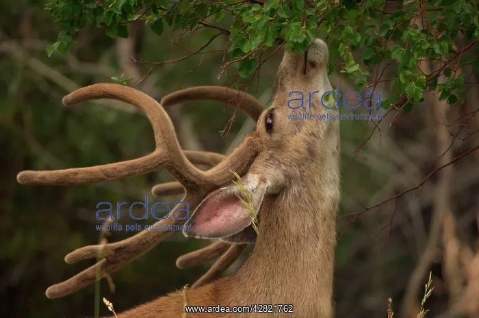 : Mule / Blacktail DEER - buck in velvet, browsing tree canopy : Mule / Blacktail DEER - buck in velvet, browsing tree canopy