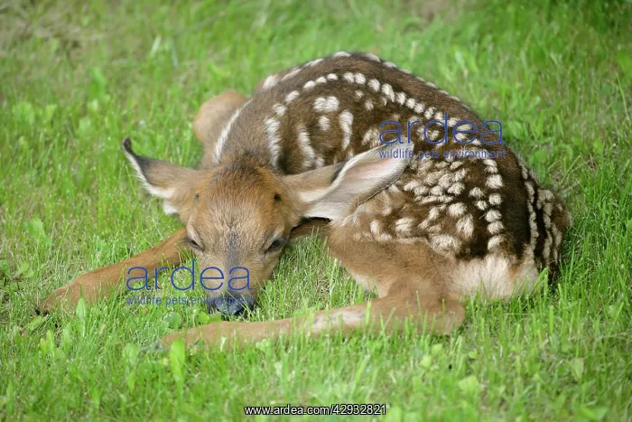 : Mule / Blacktail Deer - Fawn resting in grass : Mule / Blacktail Deer - Fawn resting in grass