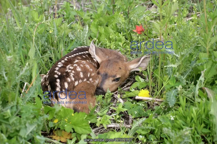 : Mule / Blacktail Deer - Fawn resting in grass : Mule / Blacktail Deer - Fawn resting in grass