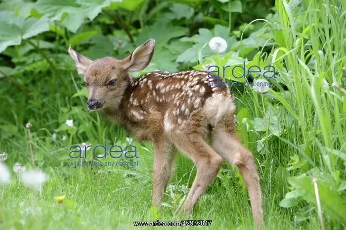 : Mule / Blacktail Deer - Fawn standing in grass : Mule / Blacktail Deer - Fawn standing in grass