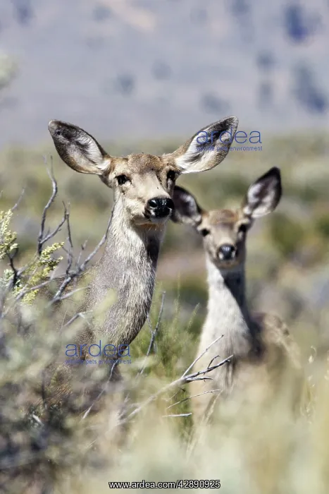 : Mule / Blacktail deer - female and young : Mule / Blacktail deer - female and young
