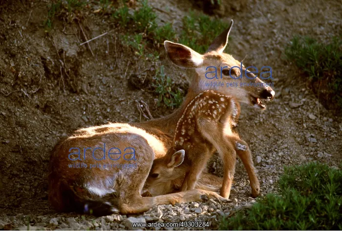: Mule / blacktail DEER - mother nursing fawn : Mule / blacktail DEER - mother nursing fawn