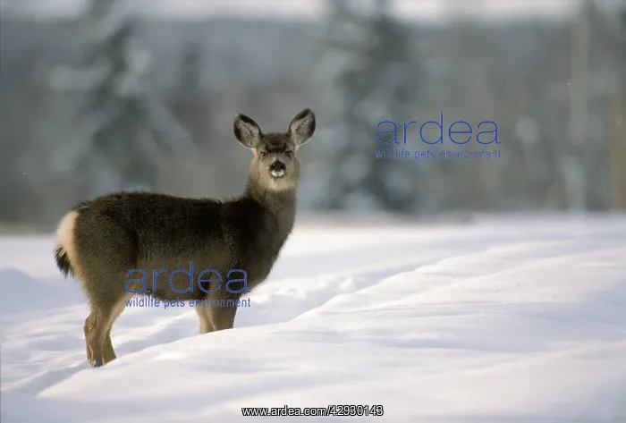  : Mule  /  Blacktail Deer - standing in deepsnow in meadow