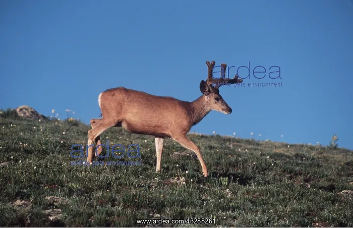 : Mule / Blacktail DEER - walking : Mule / Blacktail DEER - walking