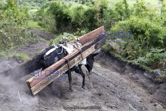 : Mule carrying wood planks Ecuador : Mule carrying wood planks Ecuador