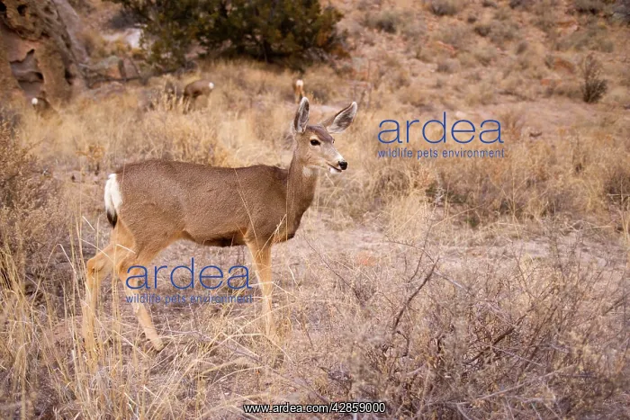 : Mule Deer (Odocoileus hemionus). Frijoles Canyon - Bandelier National Monument : Mule Deer (Odocoileus hemionus). Frijoles Canyon - Bandelier National Monument