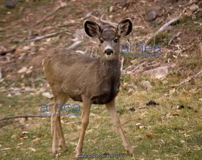  : Mule deer (Odocoileus hemionus)