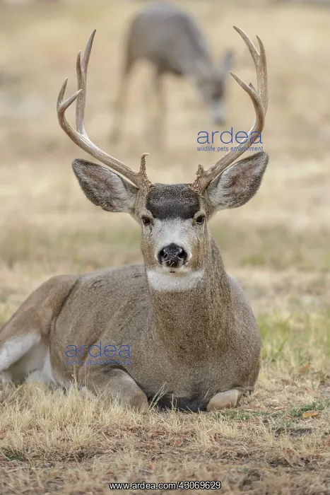 : Mule Deer (Odocoileus hemionus) male daydreaming of mating : Mule Deer (Odocoileus hemionus) male daydreaming of mating