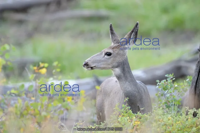 : Mule Deer. Portrati of a Mule Deer (Odocoileus hemionus) amidst vegetation : Mule Deer. Portrati of a Mule Deer (Odocoileus hemionus) amidst vegetation