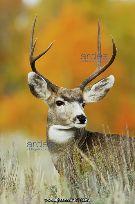 : Mule Deer, Black-tailed Deer (Odocoileus hemionus) : Mule Deer, Black-tailed Deer (Odocoileus hemionus)