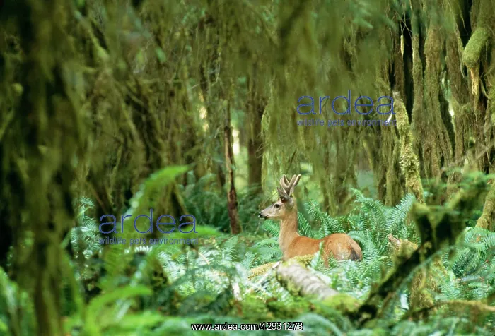 : Mule Deer (Blacktail) : Mule Deer (Blacktail)