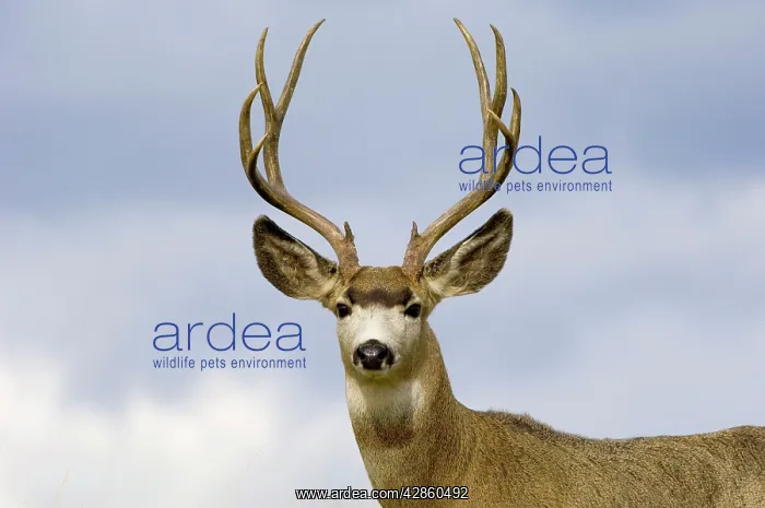  : Mule Deer - buck