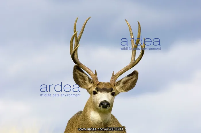 : Mule Deer - buck : Mule Deer - buck