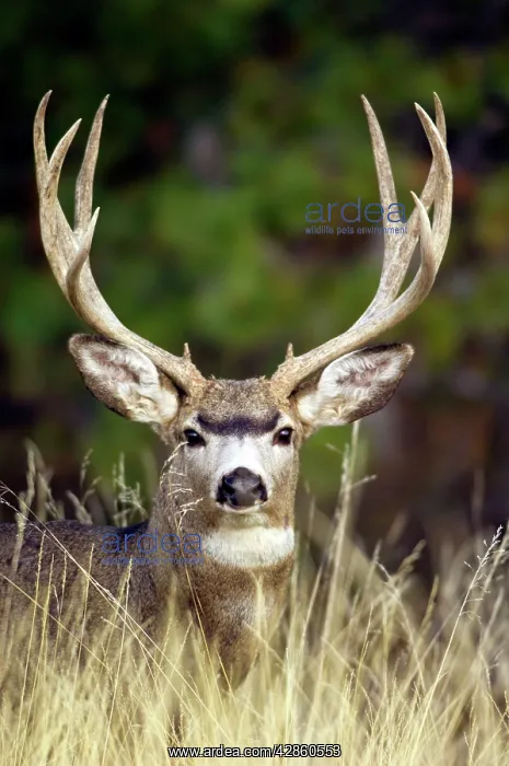 : Mule Deer - buck : Mule Deer - buck