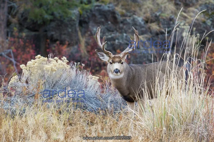 : Mule deer buck : Mule deer buck
