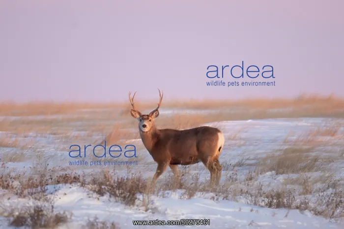 : Mule Deer buck : Mule Deer buck