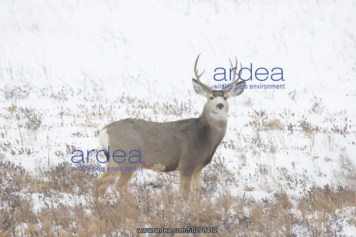 : Mule Deer buck : Mule Deer buck