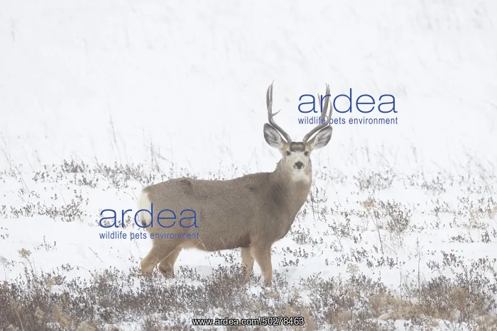 : Mule Deer buck : Mule Deer buck