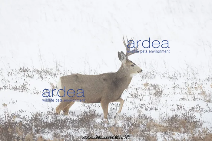 : Mule Deer buck : Mule Deer buck