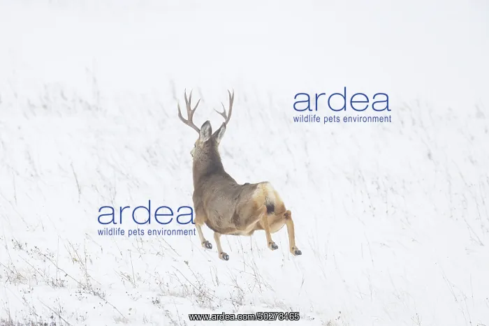 : Mule Deer buck : Mule Deer buck
