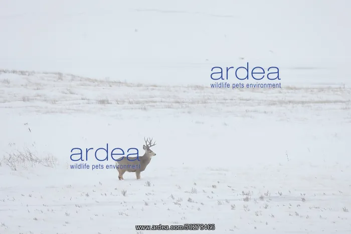 : Mule Deer buck : Mule Deer buck