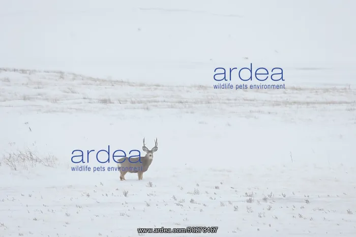 : Mule Deer buck : Mule Deer buck