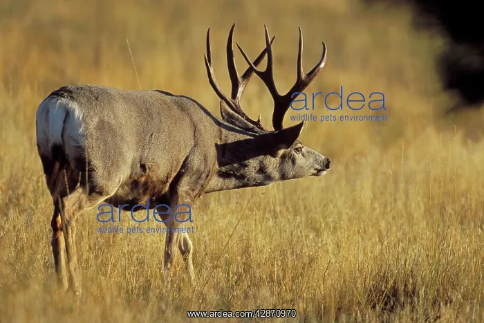 : Mule Deer - buck during autmun rut, checking scent : Mule Deer - buck during autmun rut, checking scent
