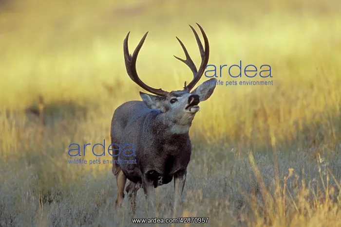 : Mule Deer - buck checking for scent during autumn rut : Mule Deer - buck checking for scent during autumn rut