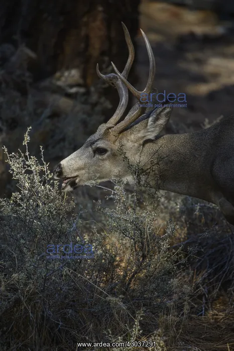 : Mule Deer buck close up - Close up of Mule Deer : Mule Deer buck close up - Close up of Mule Deer