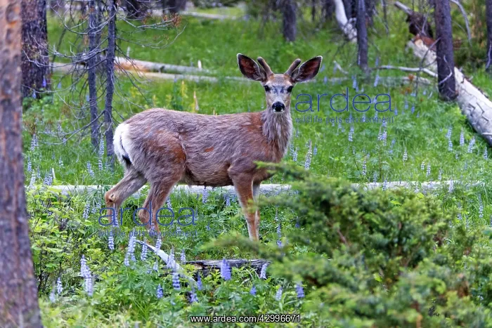  : Mule Deer - buck with developing antlers Grand