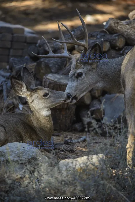 : Mule Deer buck and doe - Close up of Mule Deer buck : Mule Deer buck and doe - Close up of Mule Deer buck