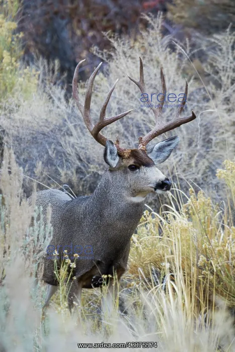 : Mule deer buck, emerging from cover : Mule deer buck, emerging from cover