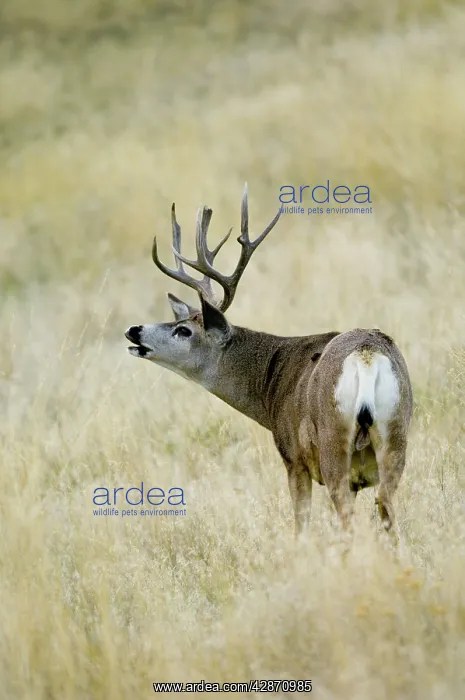 : Mule Deer - buck sniffing : Mule Deer - buck sniffing