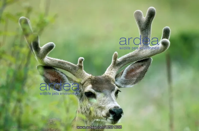 : Mule Deer - Buck in velvet, c / u : Mule Deer - Buck in velvet, c / u