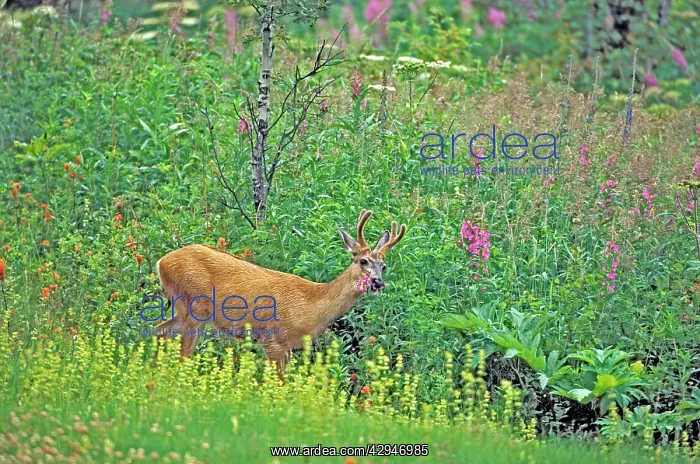 : Mule Deer - buck in velvet standing in wildflower : Mule Deer - buck in velvet standing in wildflower