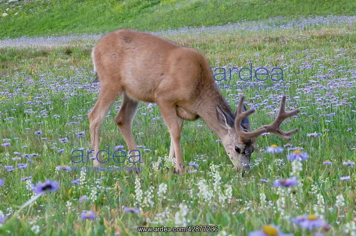 : Mule Deer - buck in wildflowers (mostly wild asters) : Mule Deer - buck in wildflowers (mostly wild asters)